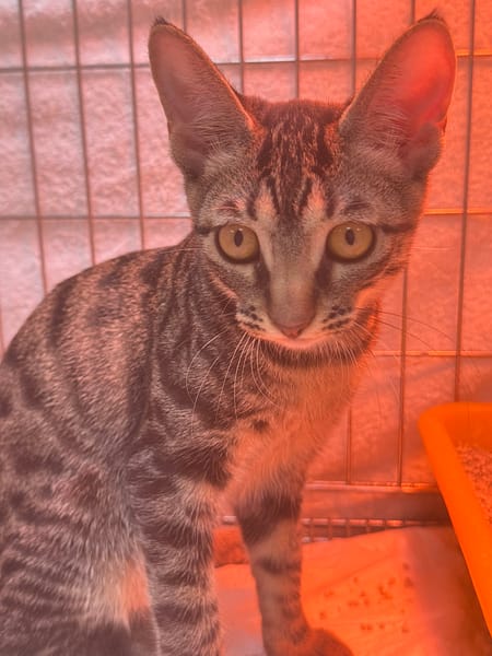 【待認養】混種貓 貓 (女生) - 新北市八里區公立動物之家