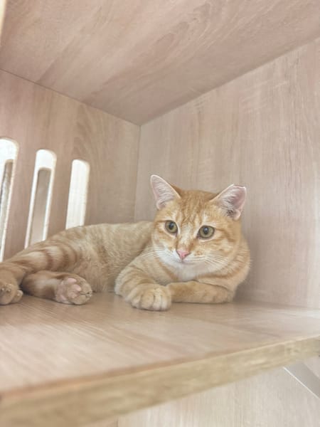 【待認養】混種貓 貓 (男生) - 新北市八里區公立動物之家