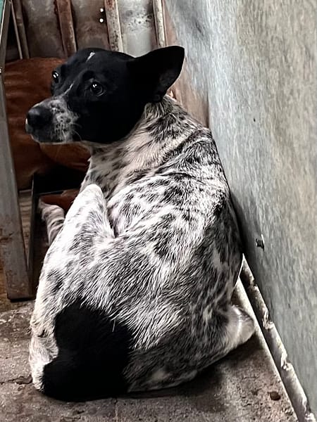 【待認養】混種犬 狗 (女生) - 彰化縣流浪狗中途之家