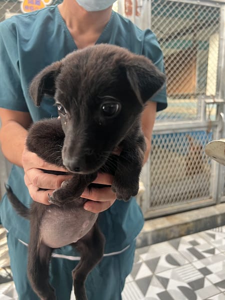 【待認養】混種犬 狗 (女生) - 苗栗縣動物保護教育園區