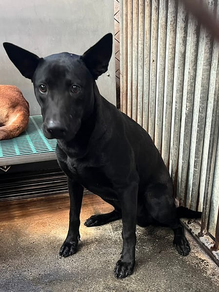 【待認養】混種犬 狗 (男生) - 彰化縣流浪狗中途之家
