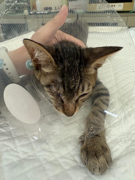 【待認養】混種貓 貓 (男生) - 金門縣動物收容中心