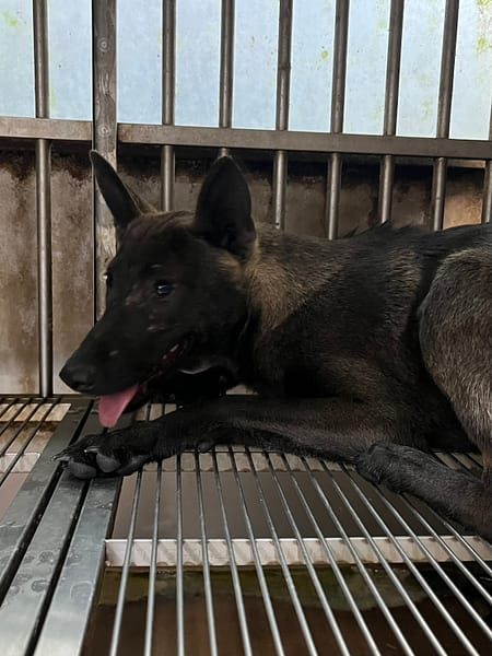 【待認養】混種犬 狗 (女生) - 彰化縣流浪狗中途之家