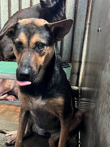 【待認養】混種犬 狗 (女生) - 彰化縣流浪狗中途之家