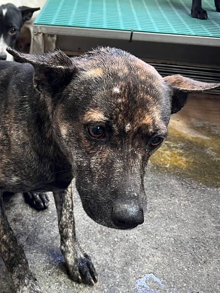 【待認養】混種犬 狗 (男生) - 彰化縣流浪狗中途之家