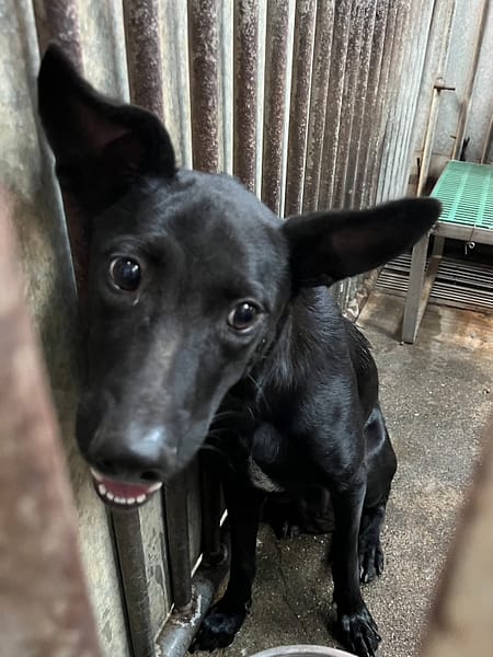 【待認養】混種犬 狗 (女生) - 彰化縣流浪狗中途之家