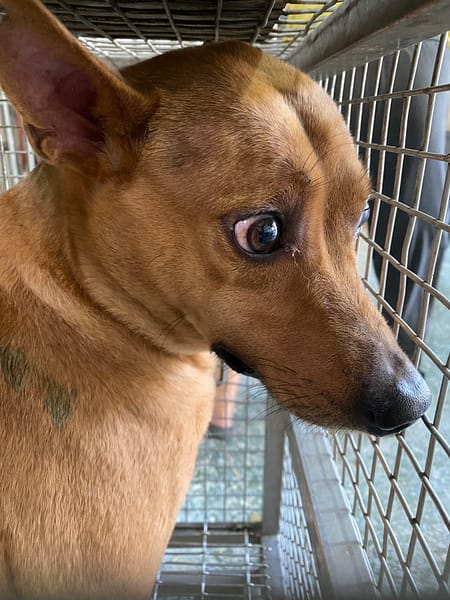 【待認養】混種犬 狗 (女生) - 臺南市動物之家善化站