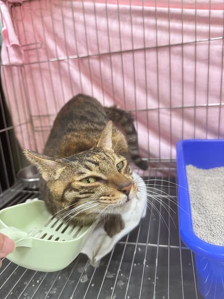 【待認養】混種貓 貓 (女生) - 新北市八里區公立動物之家