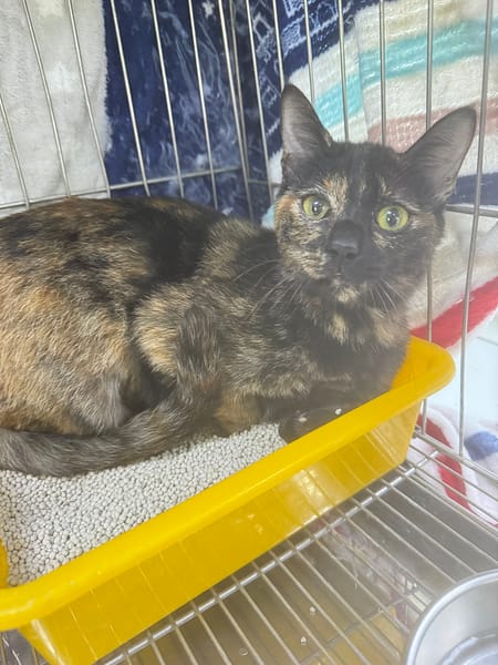 【待認養】混種貓 貓 (女生) - 新北市八里區公立動物之家