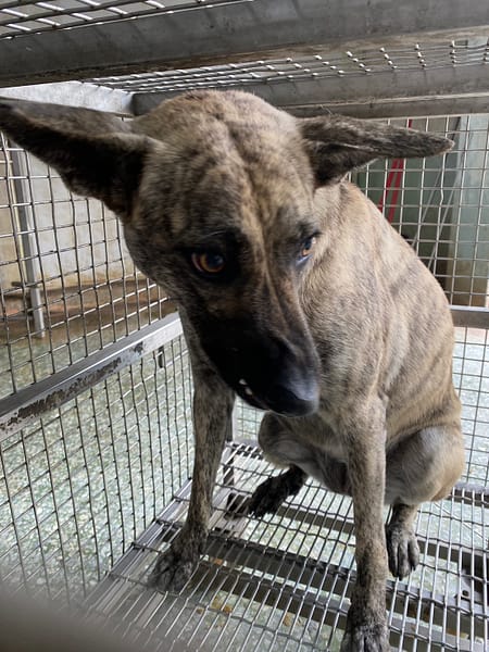 【待認養】混種犬 狗 (女生) - 臺南市動物之家善化站