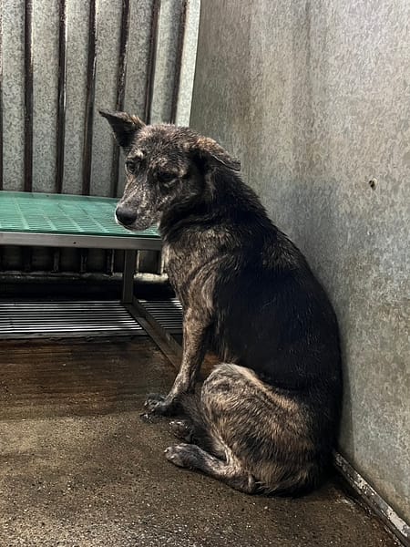 【待認養】混種犬 狗 (女生) - 彰化縣流浪狗中途之家