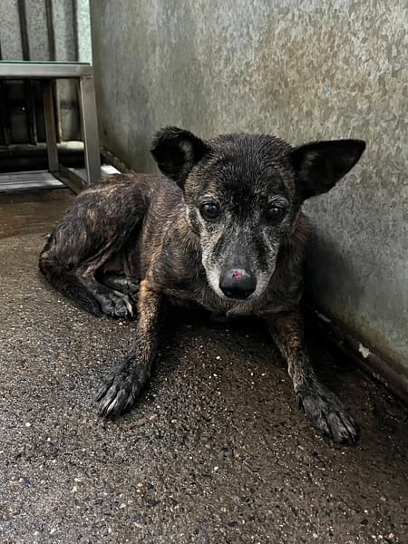 【待認養】混種犬 狗 (女生) - 彰化縣流浪狗中途之家