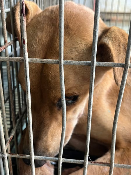 【待認養】混種犬 狗 (男生) - 臺南市動物之家善化站