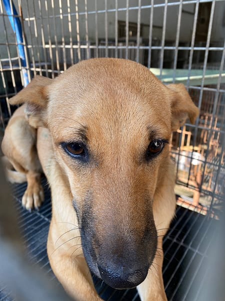 【待認養】混種犬 狗 (女生) - 臺南市動物之家善化站