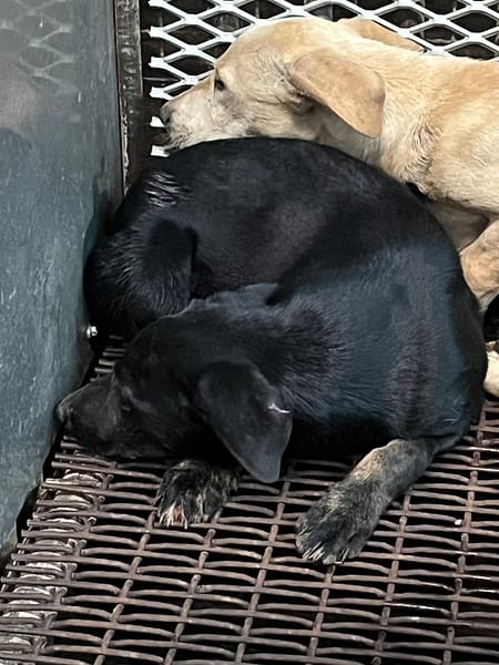 【待認養】混種犬 狗 (女生) - 彰化縣流浪狗中途之家