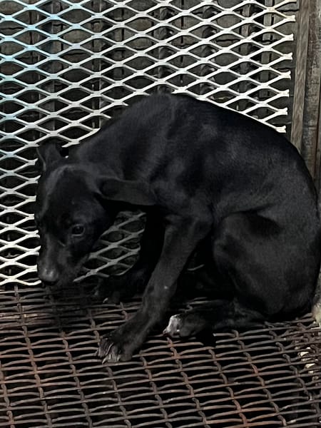 【待認養】混種犬 狗 (男生) - 彰化縣流浪狗中途之家