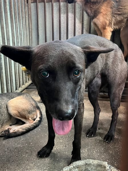 【待認養】混種犬 狗 (女生) - 彰化縣流浪狗中途之家
