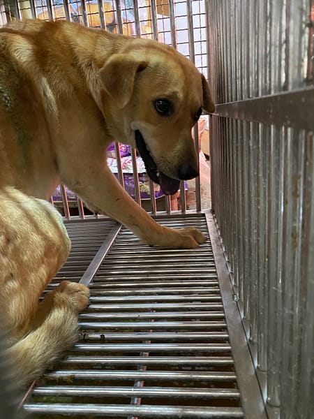 【待認養】混種犬 狗 (男生) - 臺南市動物之家善化站