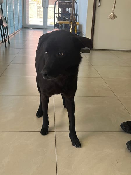 【待認養】混種犬 狗 (女生) - 金門縣動物收容中心