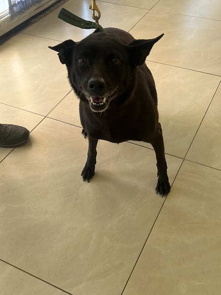 【待認養】混種犬 狗 (女生) - 金門縣動物收容中心