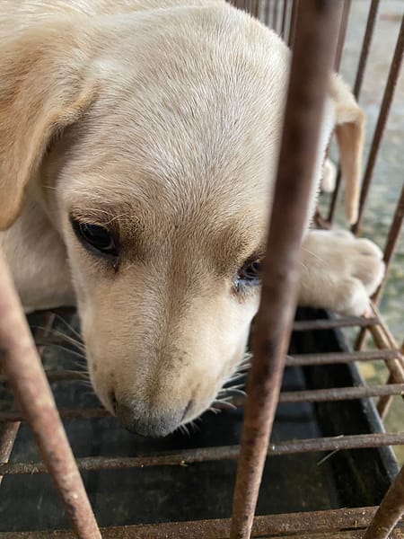 【待認養】混種犬 狗 (女生) - 臺南市動物之家善化站