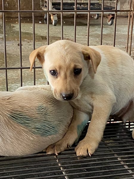 【待認養】混種犬 狗 (女生) - 臺南市動物之家善化站