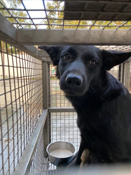 【待認養】混種犬 狗 (女生) - 臺南市動物之家善化站