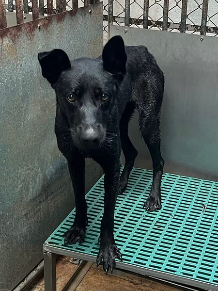 【待認養】混種犬 狗 (男生) - 彰化縣流浪狗中途之家