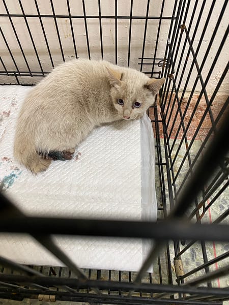 【待認養】混種貓 貓 (未知) - 臺南市動物之家善化站