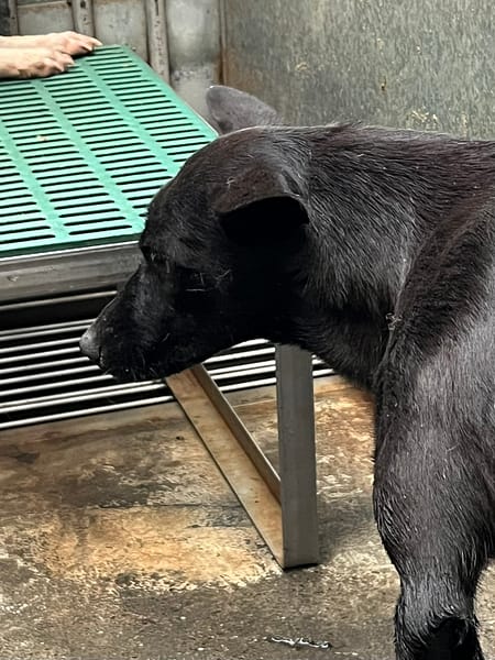 【待認養】混種犬 狗 (女生) - 彰化縣流浪狗中途之家