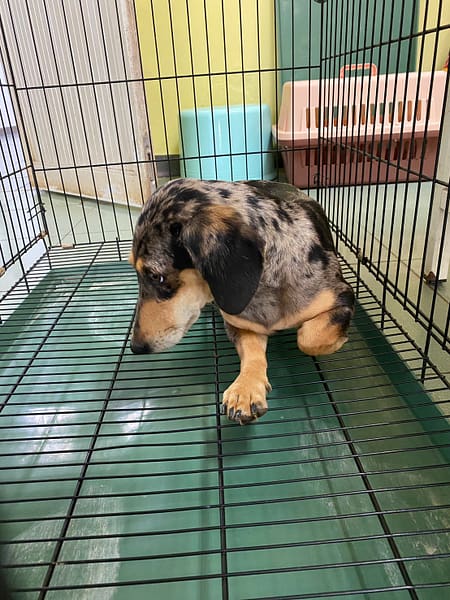 【待認養】混種犬 狗 (女生) - 臺南市動物之家善化站