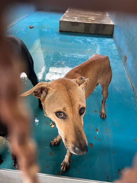 【待認養】混種犬 狗 (女生) - 苗栗縣動物保護教育園區