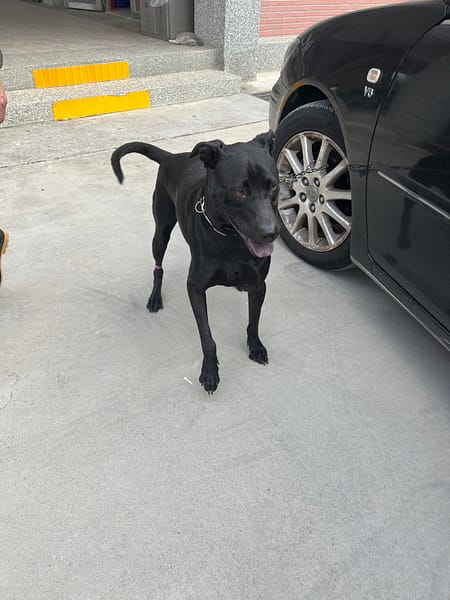 【待認養】混種犬 狗 (女生) - 苗栗縣動物保護教育園區