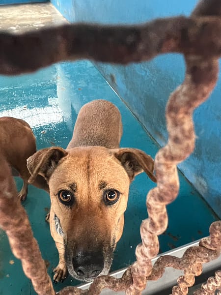 【待認養】混種犬 狗 (男生) - 苗栗縣動物保護教育園區