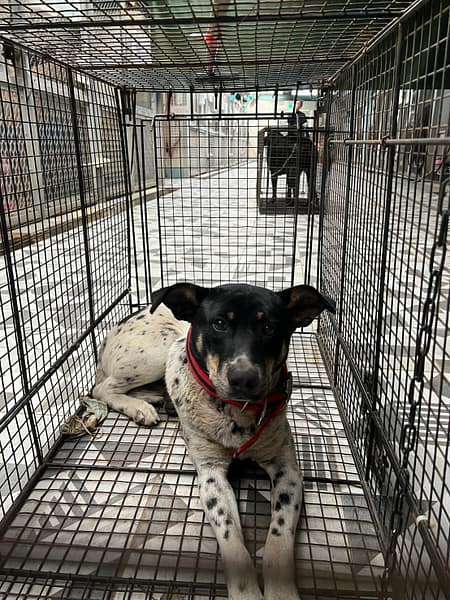 【待認養】混種犬 狗 (男生) - 苗栗縣動物保護教育園區