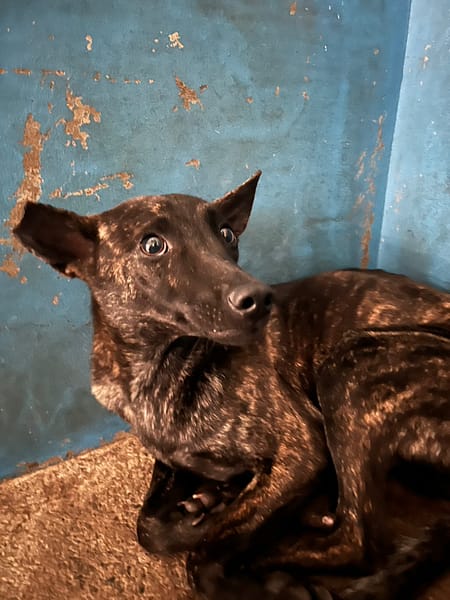 【待認養】混種犬 狗 (女生) - 苗栗縣動物保護教育園區