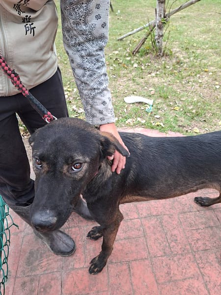 【待認養】混種犬 狗 (男生) - 苗栗縣動物保護教育園區