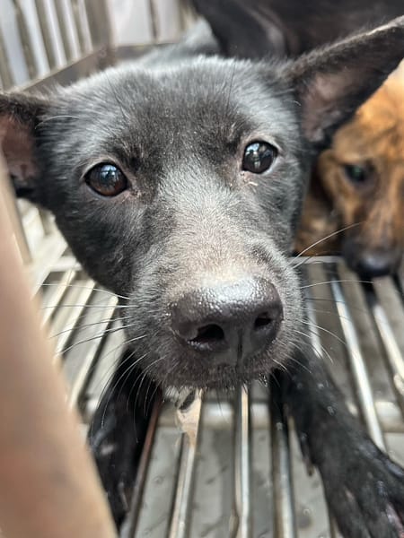 【待認養】混種犬 狗 (女生) - 彰化縣流浪狗中途之家