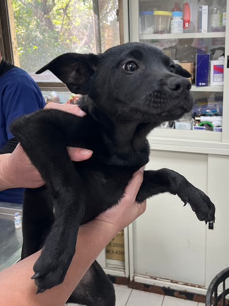 【待認養】混種犬 狗 (女生) - 彰化縣流浪狗中途之家