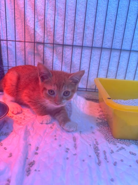 【待認養】混種貓 貓 (女生) - 新北市八里區公立動物之家