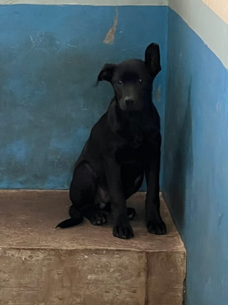 【待認養】混種犬 狗 (男生) - 苗栗縣動物保護教育園區