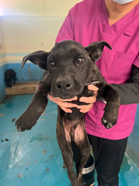 【待認養】混種犬 狗 (男生) - 苗栗縣動物保護教育園區