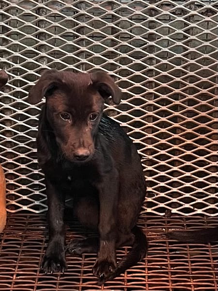 【待認養】混種犬 狗 (男生) - 彰化縣流浪狗中途之家