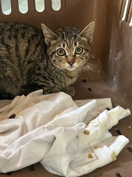 【待認養】混種貓 貓 (男生) - 澎湖縣流浪動物收容中心