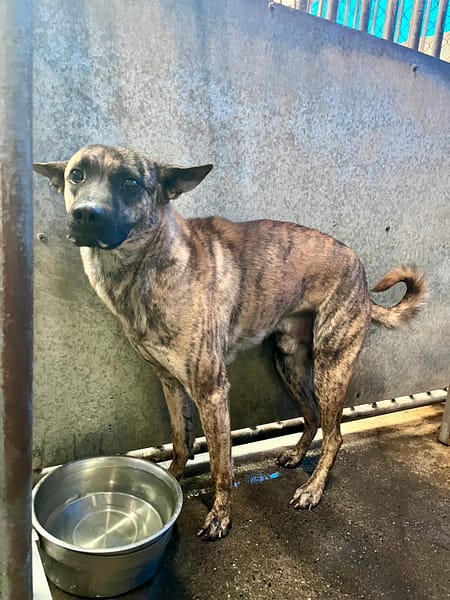 【待認養】混種犬 狗 (男生) - 彰化縣流浪狗中途之家