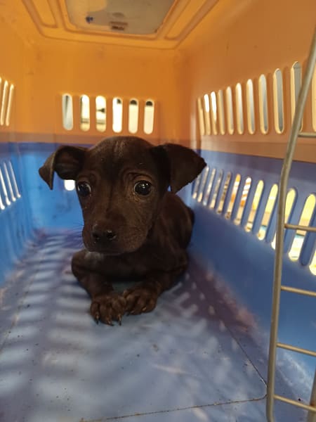 【待認養】混種犬 狗 (男生) - 新北市中和區公立動物之家