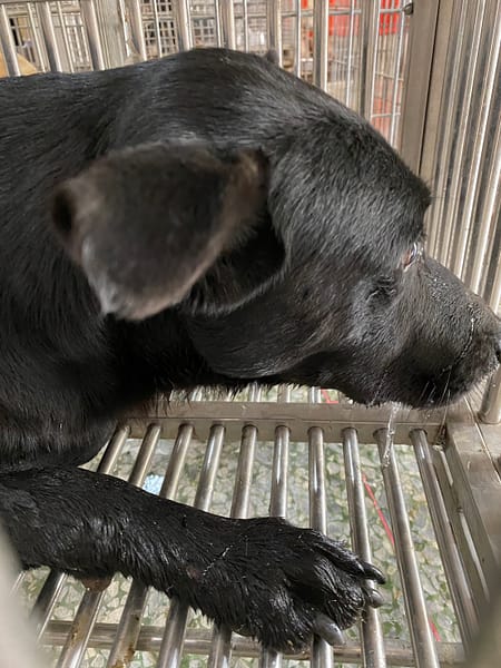 【待認養】混種犬 狗 (男生) - 臺南市動物之家善化站