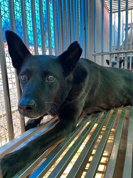 【待認養】混種犬 狗 (男生) - 彰化縣流浪狗中途之家