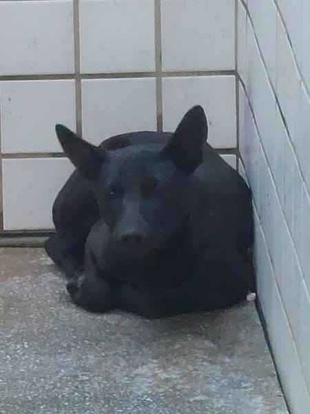 【待認養】混種犬 狗 (男生) - 宜蘭縣流浪動物中途之家