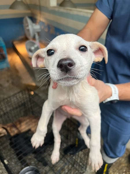 【待認養】混種犬 狗 (女生) - 苗栗縣動物保護教育園區